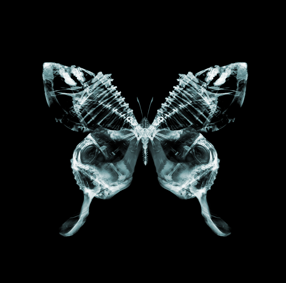 Alatus Umbrea